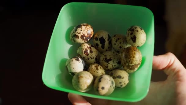 Hand Holding Container Homemade Quail Eggs Close High Quality Footage — Stock Video