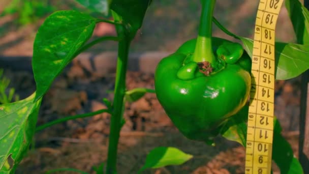 Voksende Grønn Klokke Pepper Måles Med Målebånd Nærbilde Analyse Høsting – stockvideo