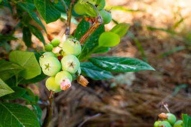 Yeşil böğürtlenli yabanmersini çalısı. Yabanmersini tarlası