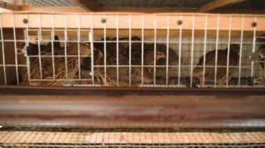 Firavunun bıldırcın bıldırcın bıldırcın yumurtaları için küçük bir çiftlik kafesinde ürer. Küçük yumurta yumurtlayan kuş. Yüksek kalite 4k görüntü