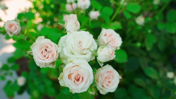 プライベートガーデンで咲く白いバラ クローズアップ 晴れた夏の日に美しい柔らかいバラ 高品質のフルHd映像 — ストック動画