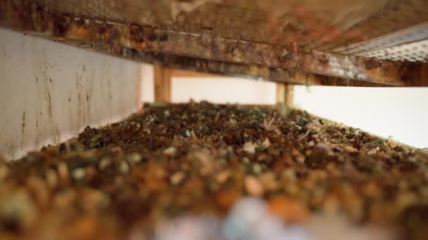 收集鹌鹑排泄物在一个有鹌鹑的笼下 小家禽饲养场 饲养鹌鹑蛋 并为花园施肥提供鸟类排泄物 高质量的4K镜头 — 图库视频影像