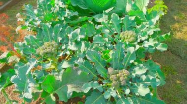 Güneşli bir yaz gününde sebze bahçesi yatağında çiçek açan brokoli, düzgün kamera hareketi. Yüksek kaliteli FullHD görüntüler