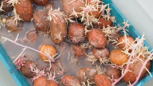 Ziemniaki Nasienne Nasączone Płynem Przygotowawczym Preparatem Wstępnie Nasadzeniowym Leczenie Ziemniaków — Wideo stockowe