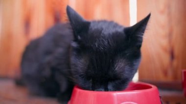 Siyah bir kedi, yakın plandaki kırmızı bir yemlikten besleniyor. Aç evcil hayvan iştahı kapalı olarak yemek yer. Yüksek kalite 4k görüntü