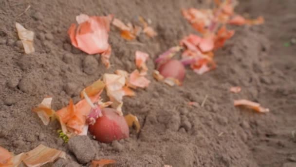 Der Prozess Der Pflanzung Von Gekeimten Kartoffeln Trockene Zwiebelschalen Zusammen — Stockvideo