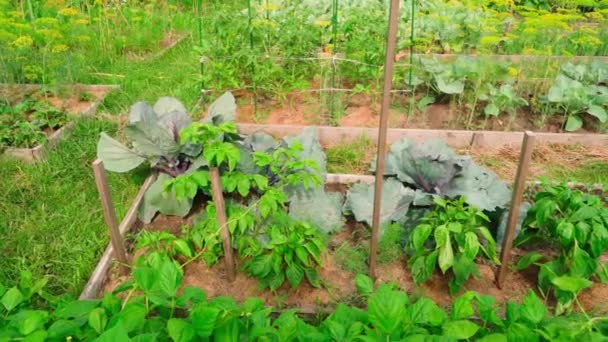 Home Letti Giardino Con Diverse Verdure Crescita Piccolo Giardino Ben — Video Stock