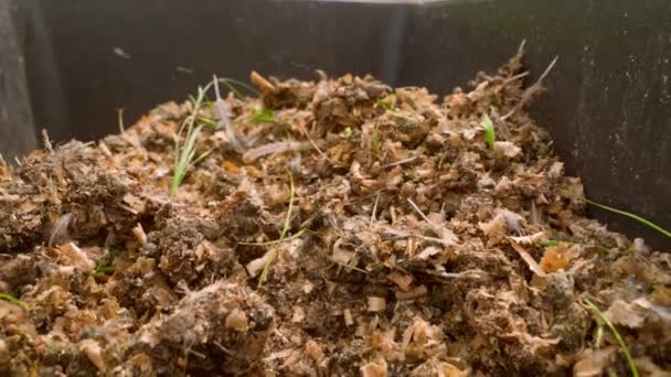 Doğal Organik Gübrelerle Gübrelenmek Için Hazırlanmış Talaş Bahçe Yatağıyla Karıştırılmış — Stok video
