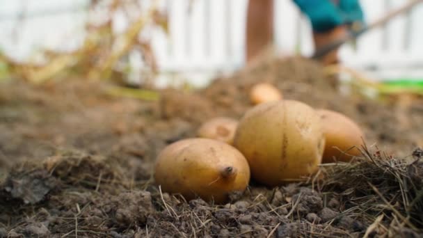 Φρεσκοσκαμμένες Πατάτες Κοντά Στο Βάθος Μια Γυναίκα Σκάβει Πατάτες Ένα — Αρχείο Βίντεο