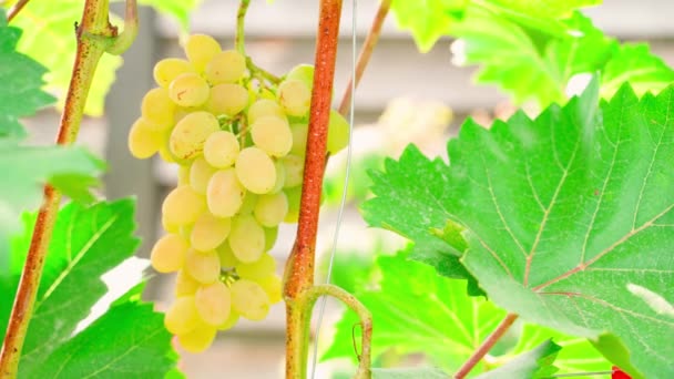 Eine Traube Reifer Gelber Trauben Hängt Einem Weinberg Großaufnahme Einem — Stockvideo