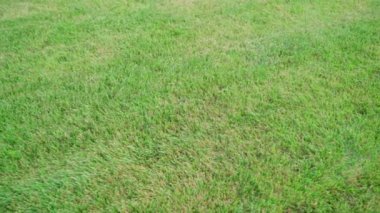 Yeşil bakımlı çimenler, yeni kesilmiş. Özel bir arsada pürüzsüz çimenler. Yüksek kaliteli FullHD görüntüler