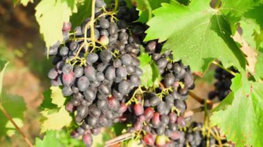 Üzüm bağında kırmızı şarap üzümleri, güneşli havada yakın çekim. Doğal olgun üzümler. Yüksek kaliteli FullHD görüntüler