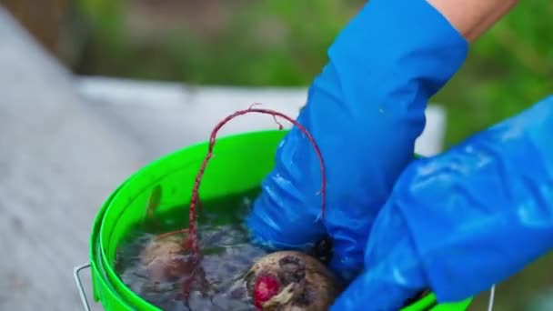 手戴橡胶手套 在一桶水中冲洗红色甜菜的收获 家养的红色甜菜 优质Fullhd影片 — 图库视频影像