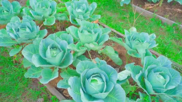 Young White Cabbage Growing Home Garden Bed Top View Smooth — Stock Video