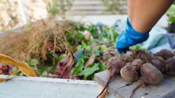 Vršky Červené Řepy Oddělují Házejí Kompostu Kompostování Zemědělského Odpadu Mladá — Stock video