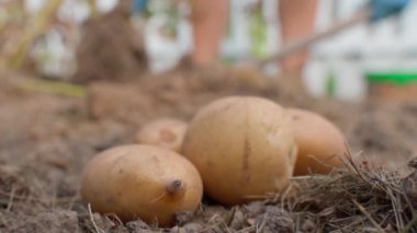 Arka planda bulanık bir kadın bahçeden patates topluyor. Patates kazı sezonu. Yüksek kaliteli FullHD görüntüler