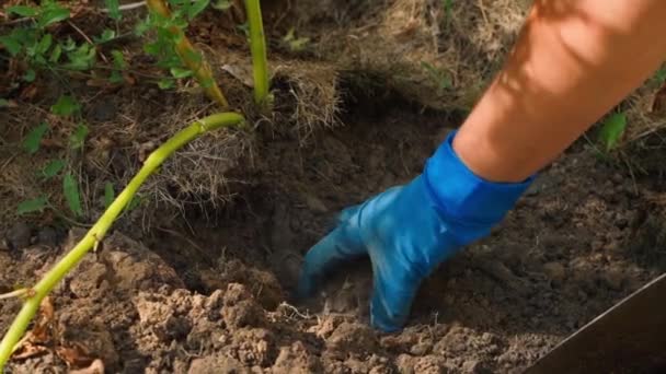 一个女人手拿着橡胶手套 在花园里的泥土里发现了美丽的土豆 开始挖黄土拨鼠 动作缓慢 优质Fullhd影片 — 图库视频影像