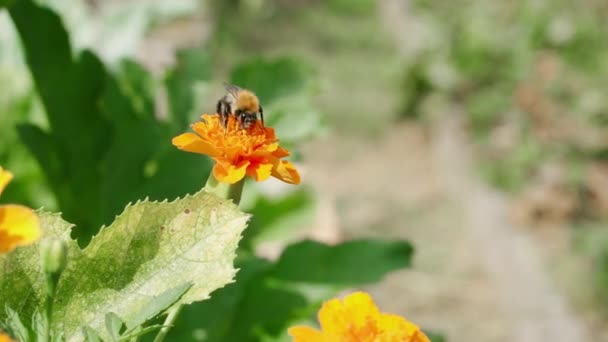 Una Abeja Poliniza Una Flor Caléndula Naranja Cerca Imágenes Alta — Vídeo de stock