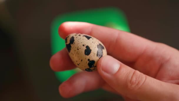 Χέρι Δείχνει Spotted Αυγό Ορτυκιού Κοντά Θολή Φόντο Υψηλής Ποιότητας — Αρχείο Βίντεο