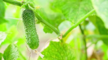 El, büyüyen genç bir salatalığa dokunur. Yakın plan. Yüksek kalite 4k görüntü