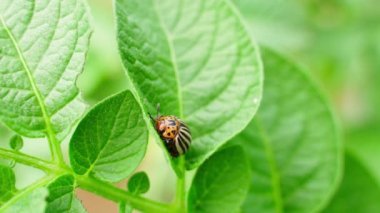 Patates süzgecinde eski Colorado patates böceği, yakın plan. El yeşil patates yaprakları yiyen bir böceğe dokunur. Yüksek kalite 4k görüntü