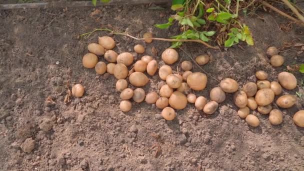 Ξεθάβουμε Πατάτες Ξαπλωμένες Στο Έδαφος Μια Ηλιόλουστη Καλοκαιρινή Μέρα Θέα — Αρχείο Βίντεο