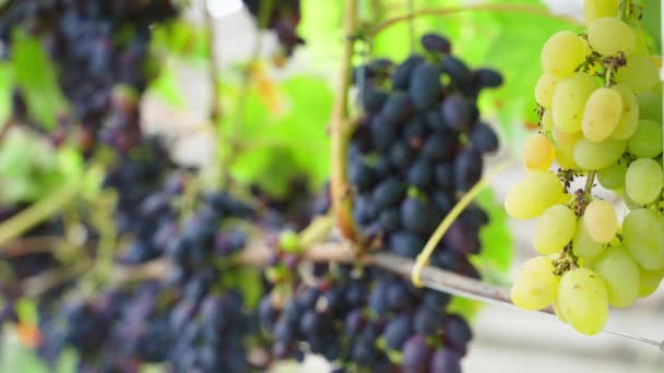 从前景到背景 不同的葡萄品种在葡萄园中的迁移 黄色和红葡萄酒葡萄 高质量的4K镜头 — 图库视频影像
