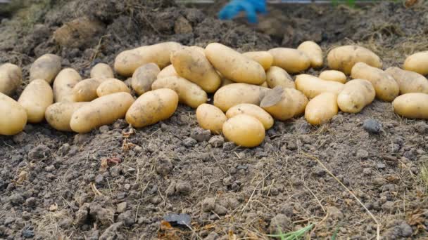 Uma Boa Colheita Batatas Leves Encontra Cama Jardim Colheita Fértil — Vídeo de Stock