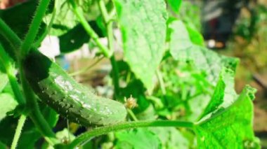 Lastik eldivenli bir el, büyüyen bir salatalığı yakına çeker. Yüksek kaliteli FullHD görüntüler