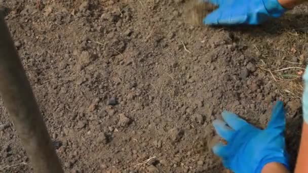 Female Hands Blue Rubber Gloves Level Crush Soil Vegetable Garden — Stock Video