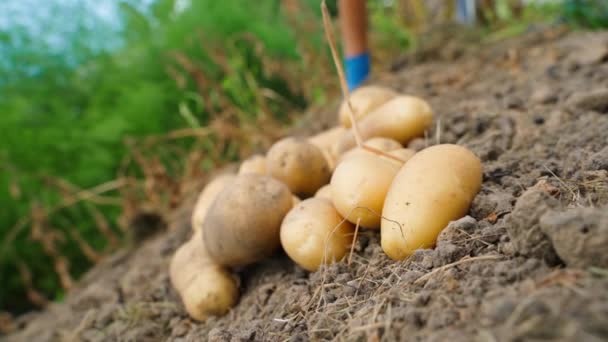 Processo Desenterrar Batatas Jardim Colhendo Batatas Amarelas Monte Belas Batatas — Vídeo de Stock