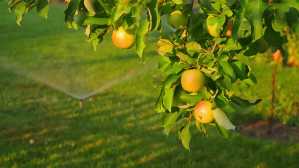 Vattna Gräsmattan Mot Bakgrunden Mogna Äpplen Ett Äppelträd Kvällen Vid — Stockvideo