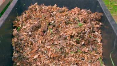 Siyah plastik bir kap, yakın plan talaş tozuyla karıştırılmış kuş dışkılarıyla doludur. Yüksek kaliteli FullHD görüntüler