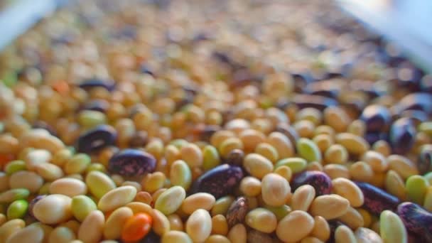 Close Beans Different Varieties Colors Smooth Camera Movement Bean Harvest — Stock Video