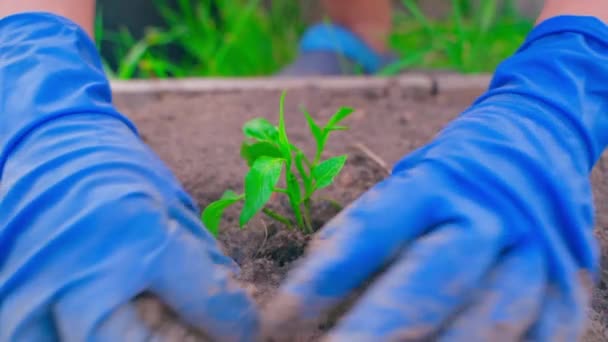 Mãos Femininas Luvas Plantam Uma Planta Cultivada Sementes Pimentão Sino — Vídeo de Stock