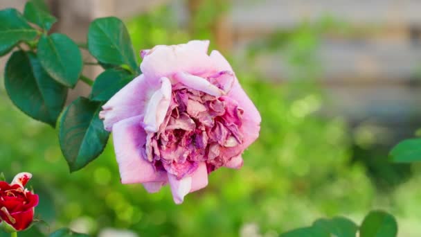 Withered Różowy Róż Zbliżenie Rozmytym Tle Koniec Sezonu Różanego Wysokiej — Wideo stockowe