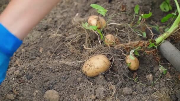 ジャガイモの根の作物は根から摘出され クローズアップされます ゴム手袋の手はジャガイモを収穫する 高品質のフルHd映像 — ストック動画