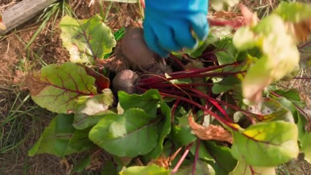 Hand Rubber Glove Puts Harvest Red Beets Bucket Close High — Stock Video