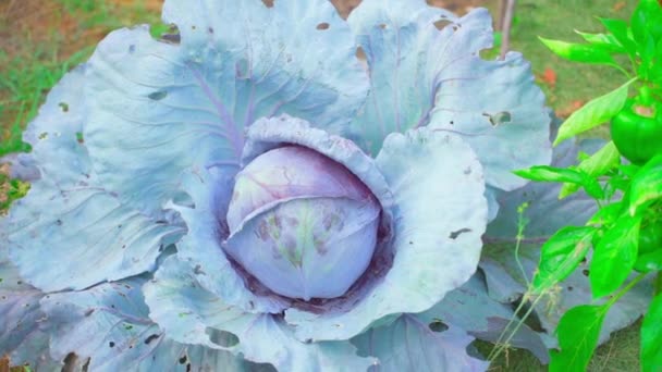 Head Growing Red Cabbage Home Garden Close High Quality Fullhd — Stock Video