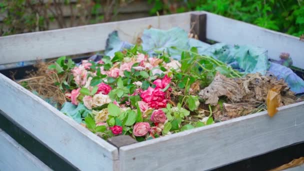 Rosas Descoloridas Montón Compost Movimiento Suave Cámara Compostaje Residuos Floricultura — Vídeos de Stock