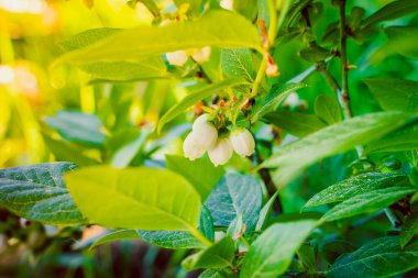 Güneşli havada açan yabanmersini çalısı. Yakın plan.