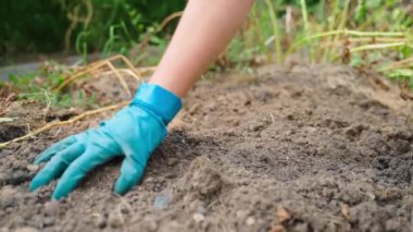 Bir kadının elindeki lastik eldiven patates hasadından sonra sebze bahçesindeki toprağı düzleştirir. Yüksek kaliteli FullHD görüntüler