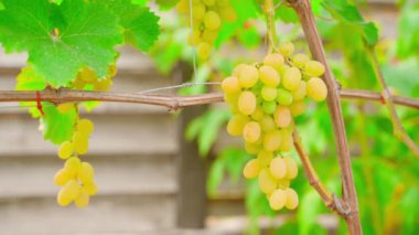 Açık renkli sulu üzümler bir üzüm bağında yetişir, yakın planda. Yüksek kalite 4k görüntü