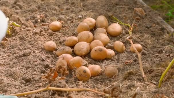 花园里的土豆被扔在花园床上的一堆上 动作缓慢 夏日阳光灿烂 优质Fullhd影片 — 图库视频影像