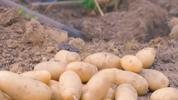 Colheita Fresca Batatas Jovens Jardim Casa Close Processo Cavar Batatas — Vídeo de Stock