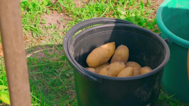 Classificar Colheita Batata Baldes Diferentes Batatas Amarelas Recém Cavadas Organizadas — Vídeo de Stock