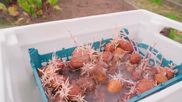 Beginn Der Kartoffelpflanzsaison Kartoffelsamen Mit Weißen Wurzeln Einer Speziellen Vorsaat — Stockvideo