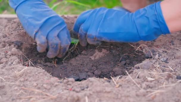 Baharın Başında Bahçe Toprağına Çan Biberi Tohumları Ekiyorum Lastik Eldivenli — Stok video