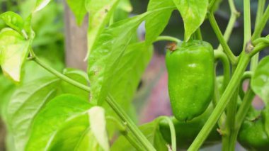 Bahçede yetişen yeşil biber, yakın plan. Rüzgar bahçe yatağında sebzeleri sallıyor. Yüksek kalite 4k görüntü