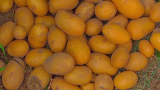 Bonne Récolte Jeunes Pommes Terre Jaunes Près Vue Dessus Des — Video
